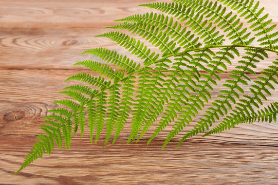 Fern