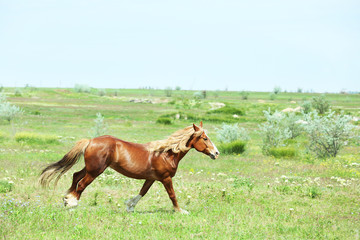 Obraz premium Beautiful brown horse grazing on meadow