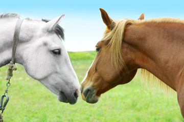 Two beautiful horses grazing on meadow