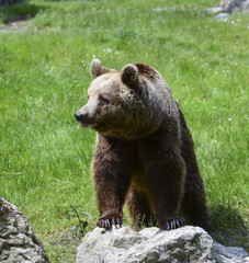 Obraz premium Braunbär