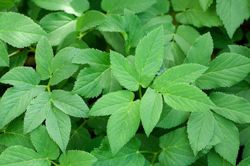 aegopodium podagraria
