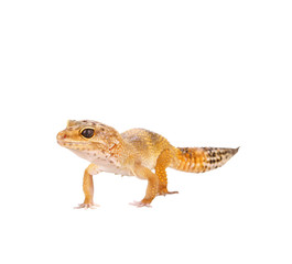 yellow and orange spotted leopard gecko on white