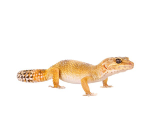 yellow and orange spotted leopard gecko on white