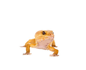 yellow and orange spotted leopard gecko on white