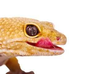 yellow and orange spotted leopard gecko on white
