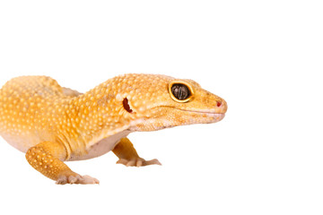 yellow and orange spotted leopard gecko on white