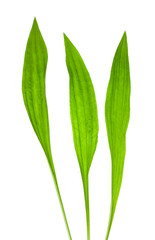 ribwort leaves