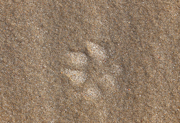 Fototapeta na wymiar Paw Print in Sand