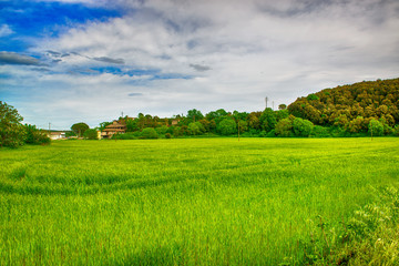 Obraz premium Pole zbóż w Katalonii w Hiszpanii