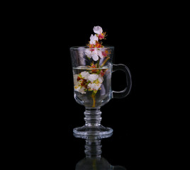 Flowering branch of cherry in a mug of water on a black background