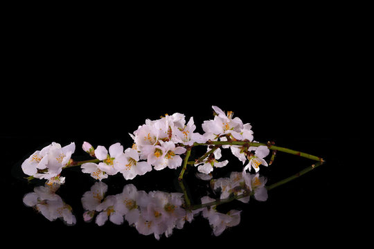 Branch Cherry Blossoms Spring Flower- Black Background