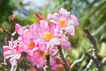 Adenium obesum (Desert Rose; Impala Lily; Mock Azalea)