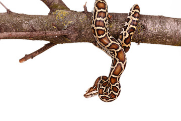 butter ball royal python moorish viper boa snake on a branch with flowers isolated on white - obrazy, fototapety, plakaty
