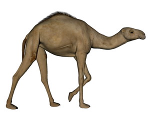 Camel walking- 3D render
