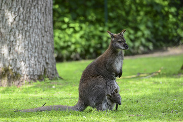 Australien und die Kängurus