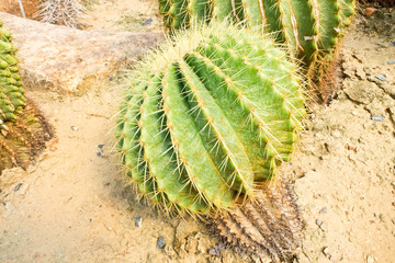Cactus plant, Sharp needles of a Cactus in Garden