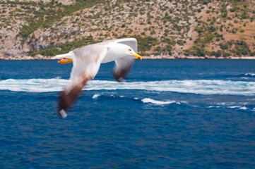 Fototapeta na wymiar White Seagull flying over blue sea near Korcula in Croatia