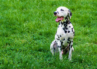 Dalmatian grin.         The Dalmatian is on the green grass. 