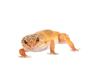 yellow and orange spotted leopard gecko on white