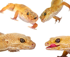 A cropped view of a yellow and orange spotted leopard gecko on w