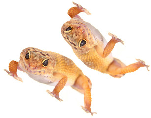 yellow and orange spotted leopard gecko on white