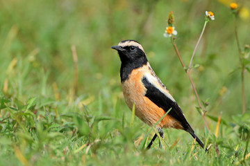 Male buffstreaked chat (Oenanthe bifasciata)