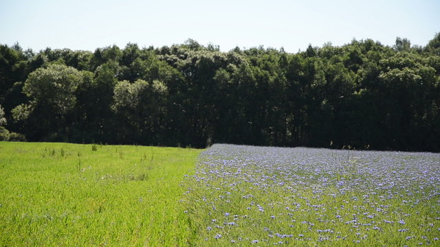 Agricultural blue cornflower field and green meadow near forest.