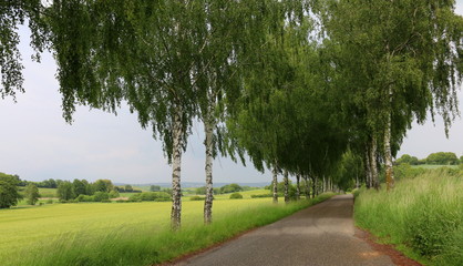 Birkenalle