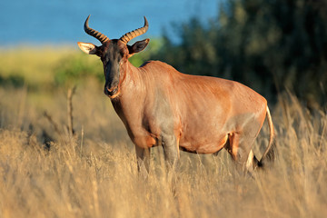 Naklejka na ściany i meble Tsessebe antelope in natural habitat