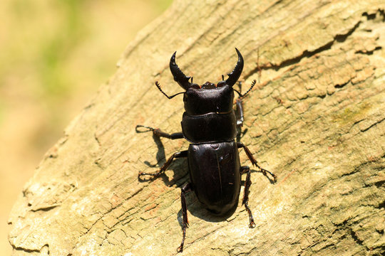 Giant Stag Beetle (Dorcus titanus sika) in Taiwan