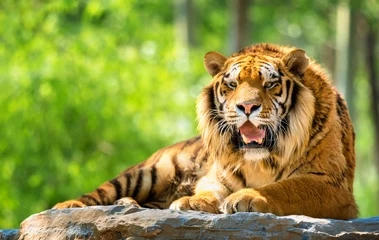 Zelfklevend Fotobehang Bengaalse tijger © Li Ding