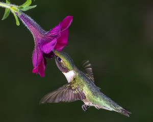 Fototapeta premium Ruby-throated Hummingbird