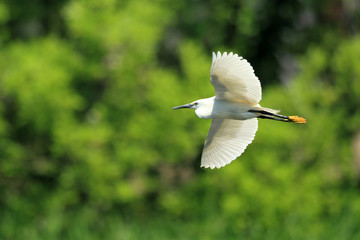 Little egret (Egretta garzetta) flying in Japan