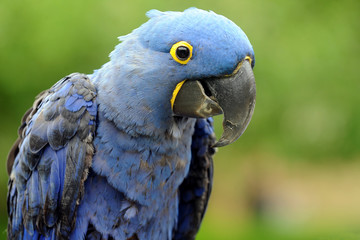 Blue Macaw
