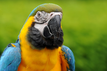 Blue and yellow Macaw