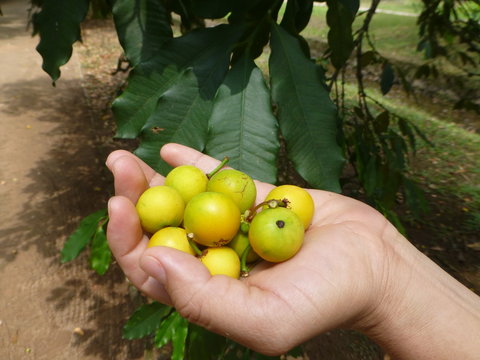 Platonia insignis, the sole species of the genus Platonia