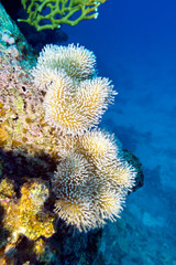 Fototapeta na wymiar mushroom leather coral in tropical sea, underwater