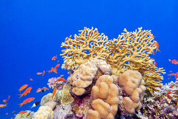 coral reef with  fishes Anthias in tropical sea, underwater