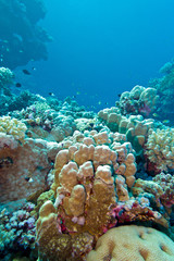 Naklejka na ściany i meble coral reef in tropical sea, underwater