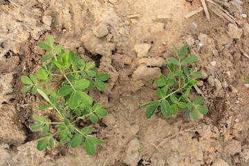 Plants d'arachide