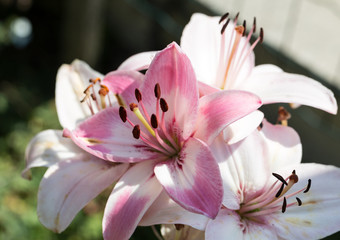 pink and white lily flower in garden