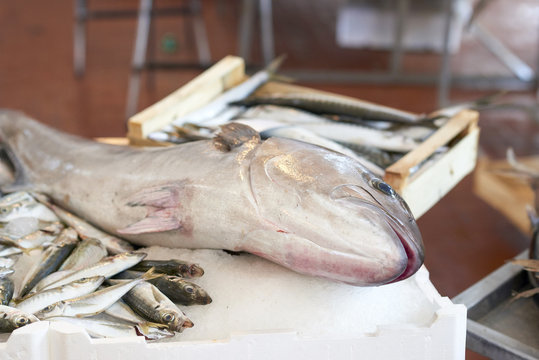 detail of a big seriola dumerili (ricciola)
