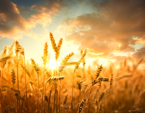 Wheat field against golden sunset