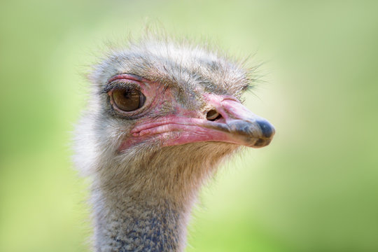 head of the ostrich