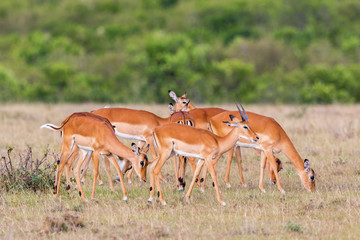 Naklejka na ściany i meble Herd of Impala antelopes grazing