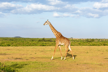 Giraffe walking at the savanna