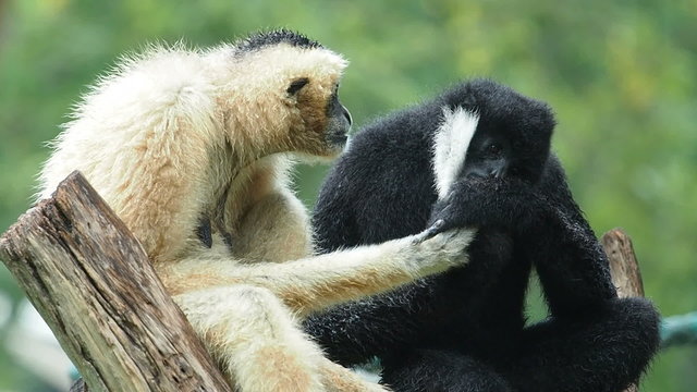 Two Black and White Cheeked Gibbons.