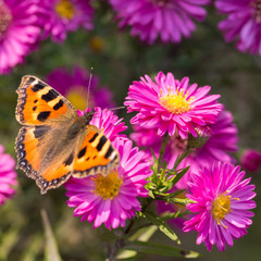 Close up of the pink chrysanthemum flowers