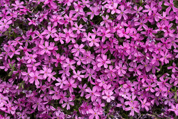 Aubrieta cultorum - pink or purple small flowers