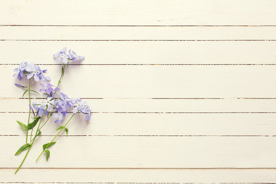 Background with  blue  flowers